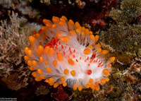 Limacia cockerelli (Cockerell's Dorid)