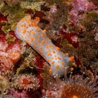 Triopha catalinae (Catalina Triopha)