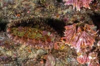 Mopalia spectabilis (Red-Flecked Mopalia)