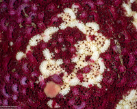 Patiria miniata (Bat Star)