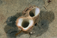 Panopea generosa (Geoduck Clam)