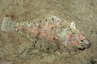 Citharichthys stigmaeus (Speckled Sanddab)