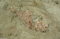 Citharichthys stigmaeus (Speckled Sanddab)