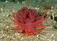 Dendronotus iris (Rainbow Dendronotus)