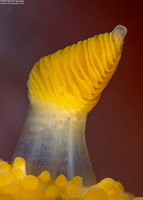 Peltodoris nobilis (Sea Lemon)