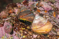 Tegula pulligo (Brown Turban Snail)
