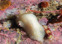 Cadlina modesta (Modest Cadlina)