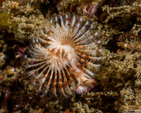 Serpula columbiana (Serpulid Worm)