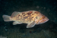 Sebastes auriculatus (Brown Rockfish)