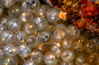 Hexagrammos decagrammus (Kelp Greenling)