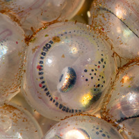 Hexagrammos decagrammus (Kelp Greenling)