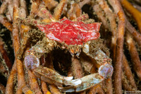 Pugettia foliata (Foliate Kelp Crab)