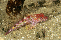 Artedius corallinus (Coralline Sculpin)