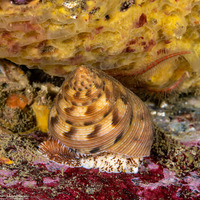 Calliostoma gloriosum (Glorious Top Snail)