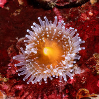 Corynactis californica (Club-Tipped Anemone)