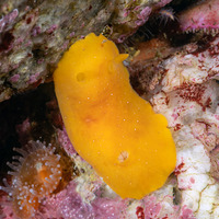 Doriopsilla fulva (White-Speckled Dorid)