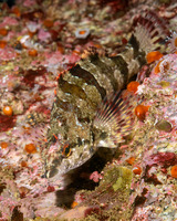 Oxylebius pictus (Painted Greenling)