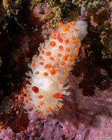 Limacia cockerelli (Cockerell's Dorid)