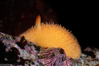 Acanthodoris lutea (Yellow Horned Dorid)