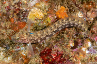 Rathbunella alleni (Stripefin Ronquil)