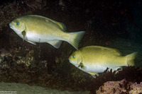 Girella nigricans (Opaleye)