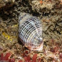 Acanthinucella spirata (Angled Unicorn)