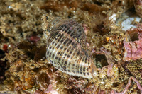Acanthinucella spirata (Angled Unicorn)