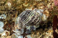 Acanthinucella spirata (Angled Unicorn)