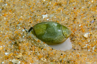 Callianax biplicata (Olive Snail)