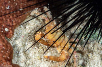 Mithrax hispidus (Coral Clinging Crab)