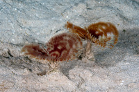 Anamobaea orstedii (Splitcrown Feather Duster)