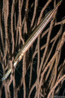 Aulostomus maculatus (Atlantic Trumpetfish)