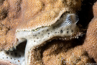 Mycale laevis (Orange Icing Sponge)