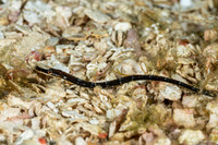 Cosmocampus albirostris (Shortfin Pipefish)