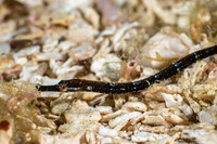 Cosmocampus albirostris (Shortfin Pipefish)
