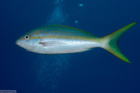 Ocyurus chrysurus (Yellowtail Snapper)