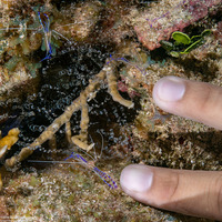 Ancylomenes pedersoni (Pederson Cleaner Shrimp)