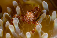 Periclimenes rathbunae (Sun Anemone Shrimp)