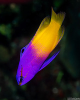 Gramma loreto (Fairy Basslet)