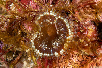 Order Actinaria (Sponge Anemone)