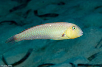 Xyrichtys splendens (Green Razorfish)