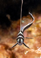 Equetas punctatus (Spotted Drum)