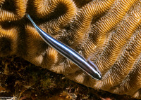 Elacatinus lobeli (Caribbean Neon Goby)