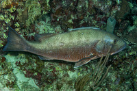 Lutjanus cyanopterus (Cubera Snapper)