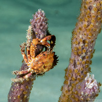 Mithrax hispidus (Coral Clinging Crab)