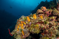 Siphonodictyon coralliphagum (Variable Boring Sponge)