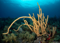 Pseudoplexaura sp.1 (Porous Sea Rod)