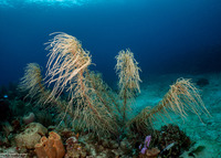 Antillogorgia sp.1 (Sea Plume)