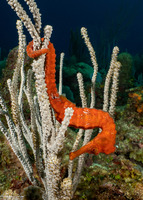Hippocampus reidi (Longsnout Seahorse)