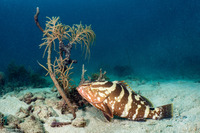 Epinephelus striatus (Nassau Grouper)